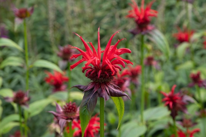 Монарда двойчатая