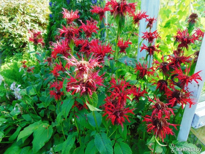 Монарда гадэнвью скарлет