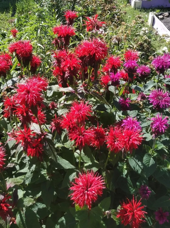 Монарда гибридная гадэнвью скарлет