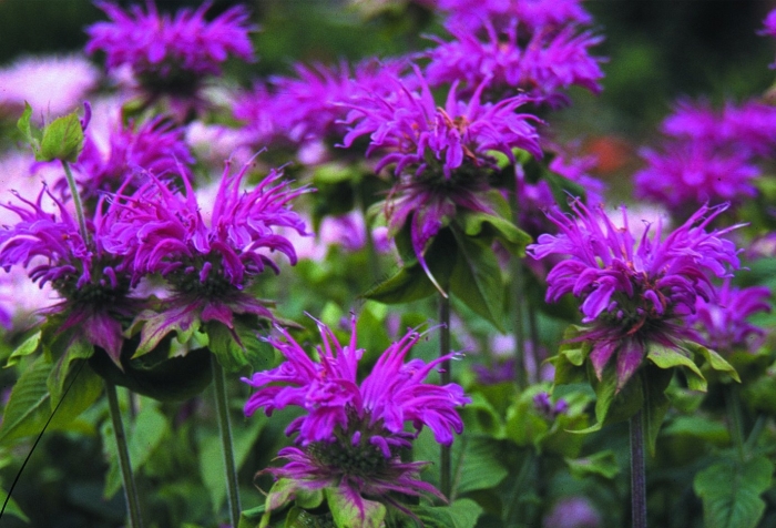 Монарда гибридная прейринахт