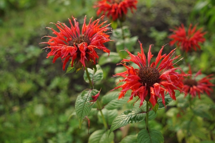 Монарда двойчатая красная