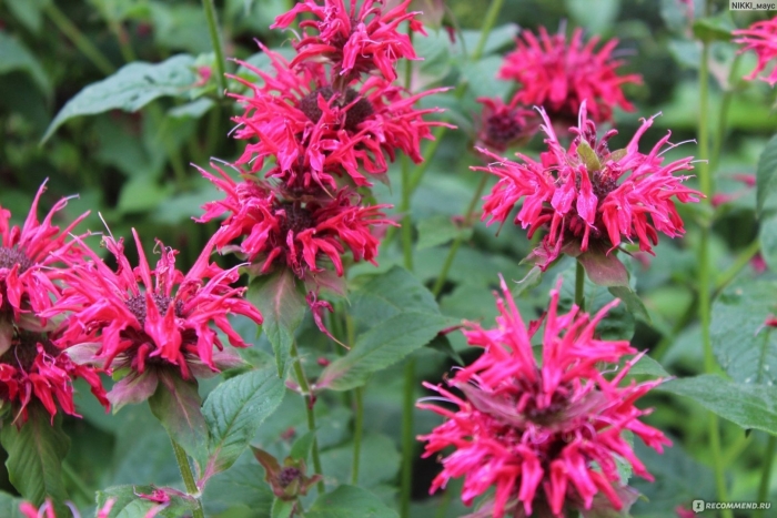 Монарда двойчатая