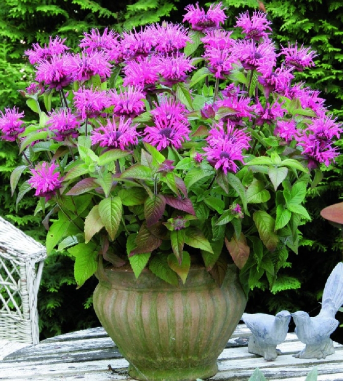 Бергамот садовый монарда