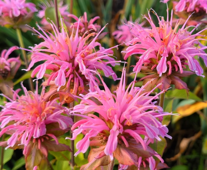 Монарда croftway pink