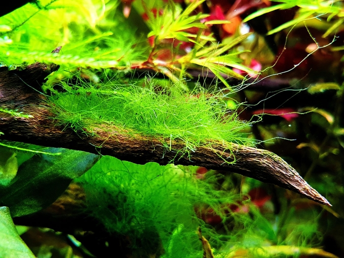 Аквариум водоросли нитчатка
