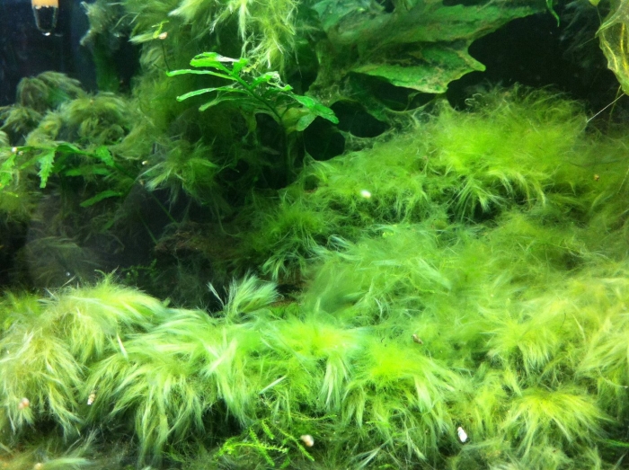Аквариум водоросли нитчатка