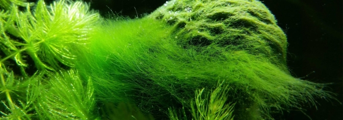 Кладофора нитчатая водоросль