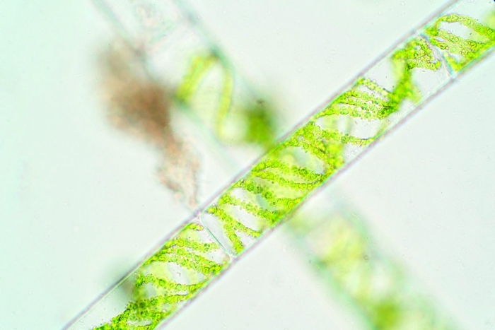 Нитчатые водоросли под микроскопом