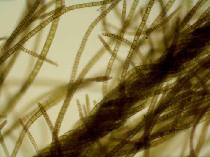 Водоросли нитчатка