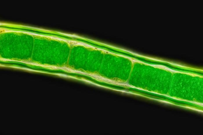 Улотрикс под микроскопом