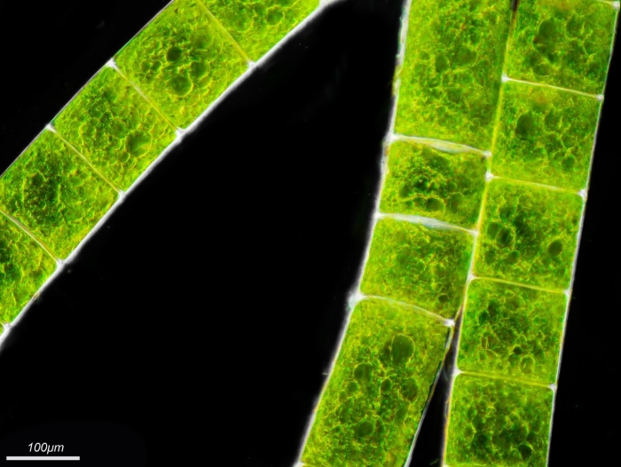 Кладофора нитчатая