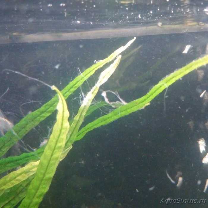 Слизь на растениях в аквариуме