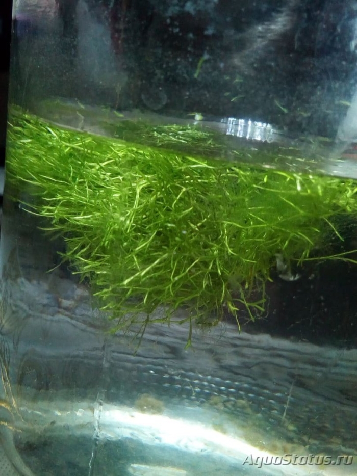 Водоросли нитчатка