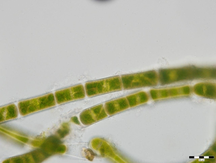 Улотрикс водоросль