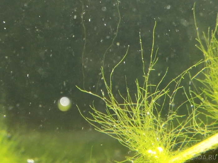 Водоросли нитчатка