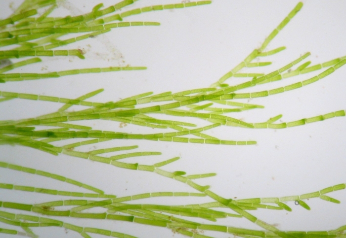 Кладофора водоросль микроскоп