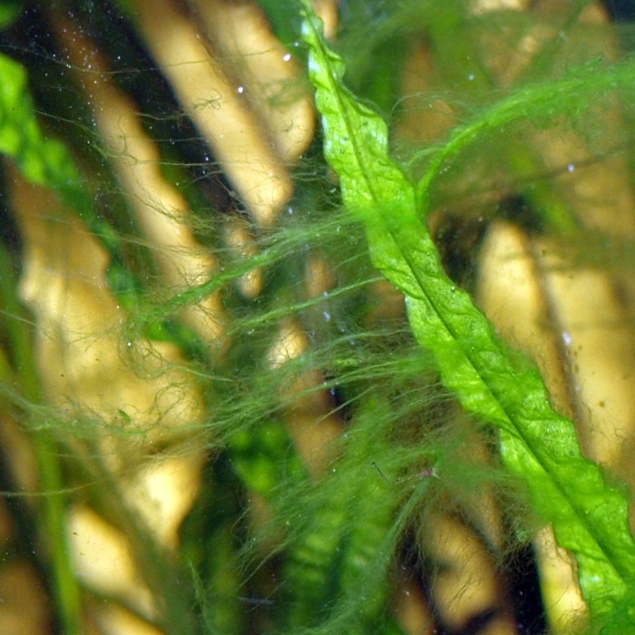 Водоросли нитчатка