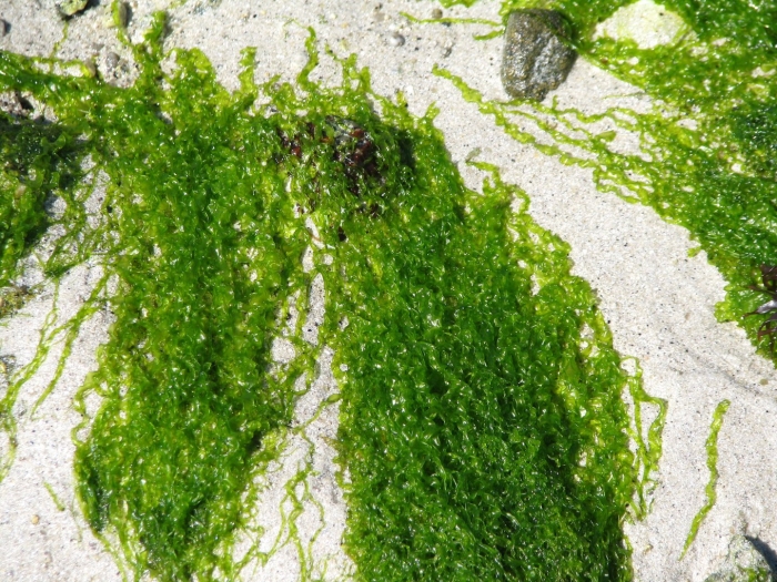 Спирогира водоросль