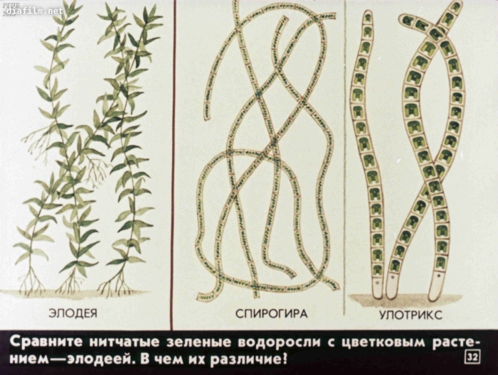 Конъюгация водоросли спирогиры