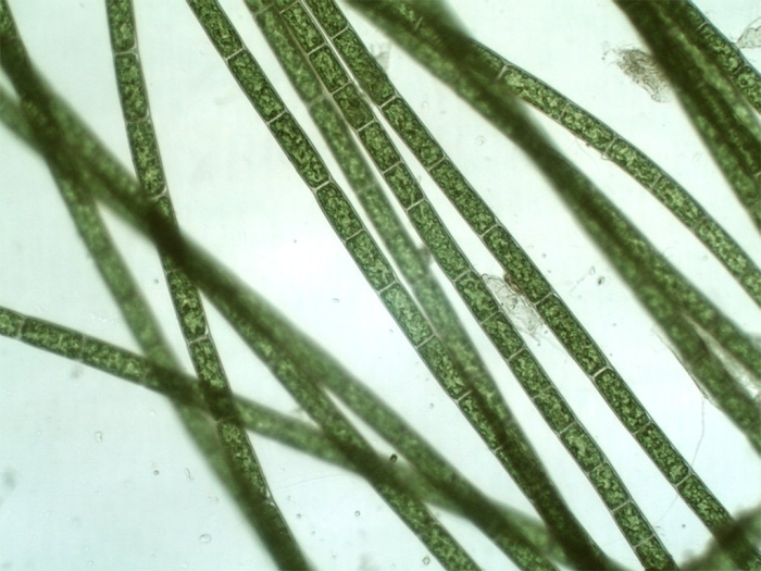 Одноклеточные нитчатые водоросли