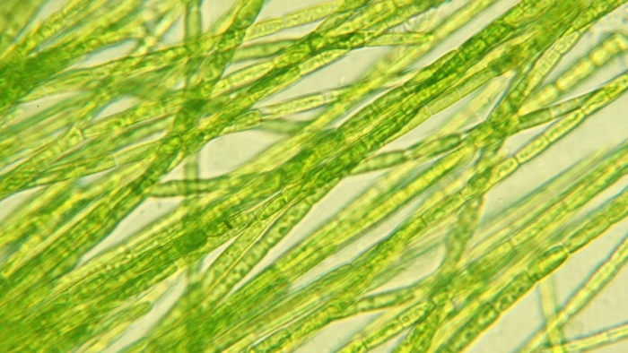Зеленые водоросли под микроскопом