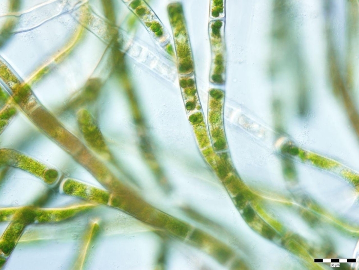 Зигнема водоросль