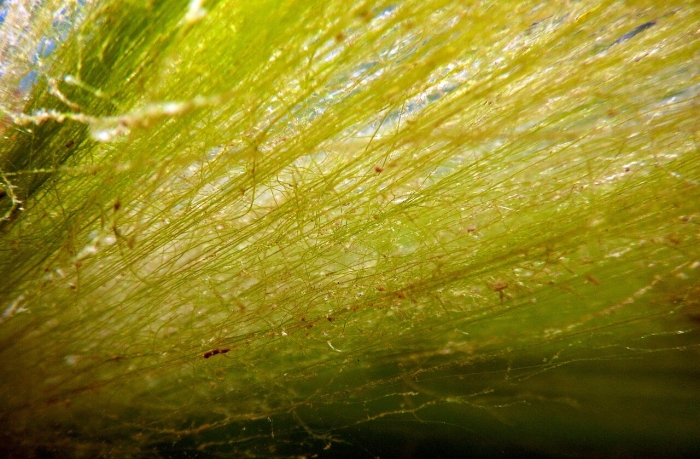 Нитчатые зеленые водоросли