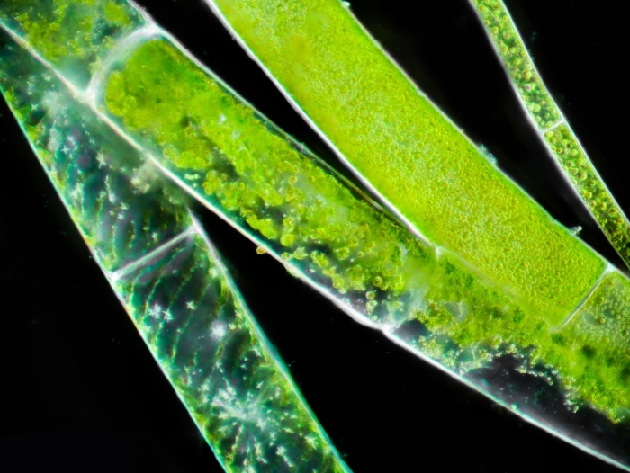 Водоросли под микроскопом