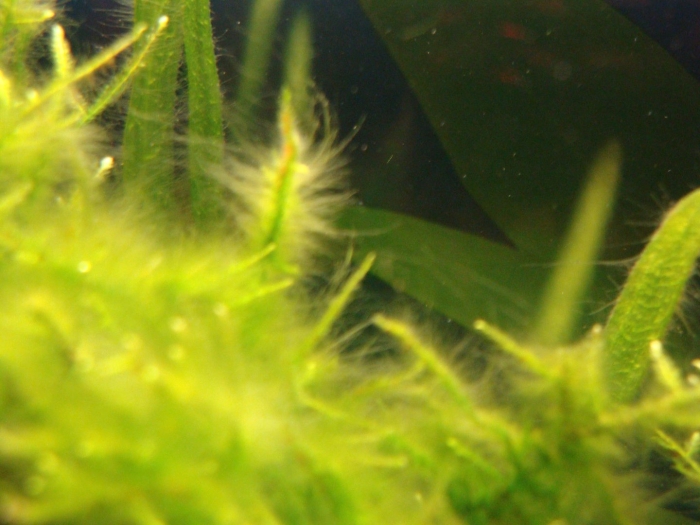 Аквариум водоросли нитчатка