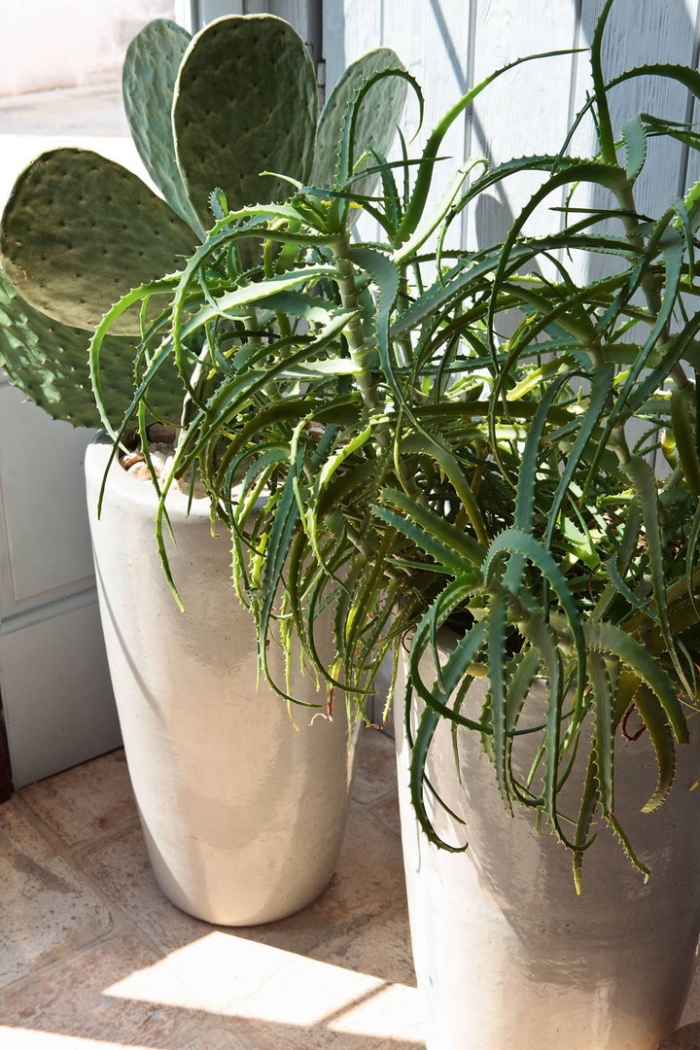 Алоэ древовидное столетник