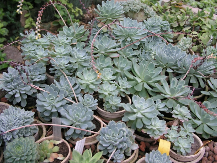 Суккуленты эхеверия