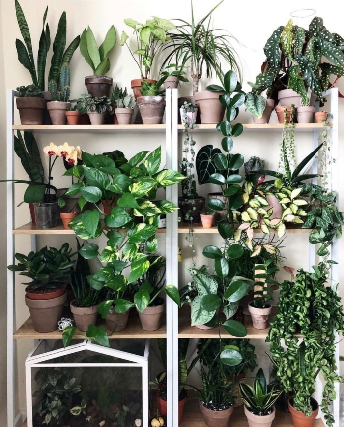 Растения в квартире