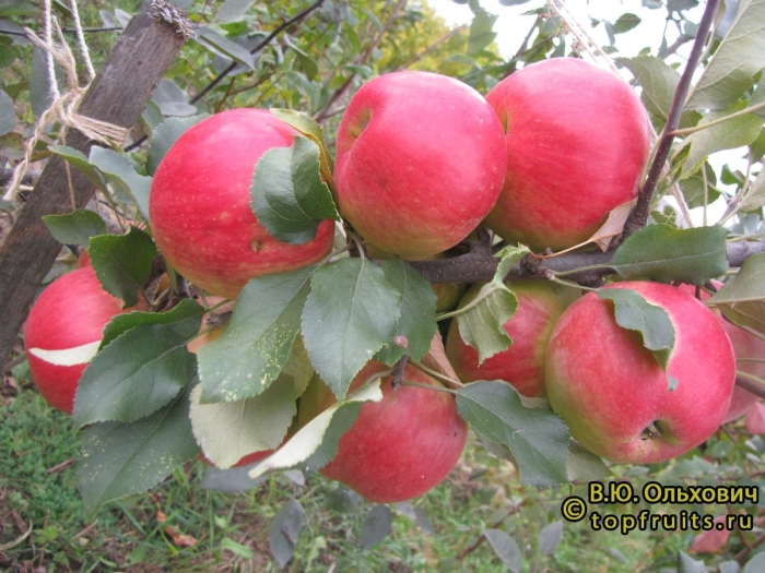 Яблоня солнцедар