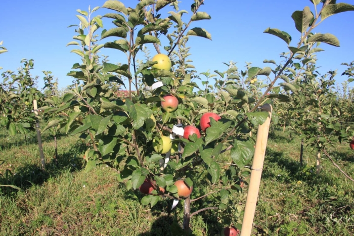 Многосортовые яблони