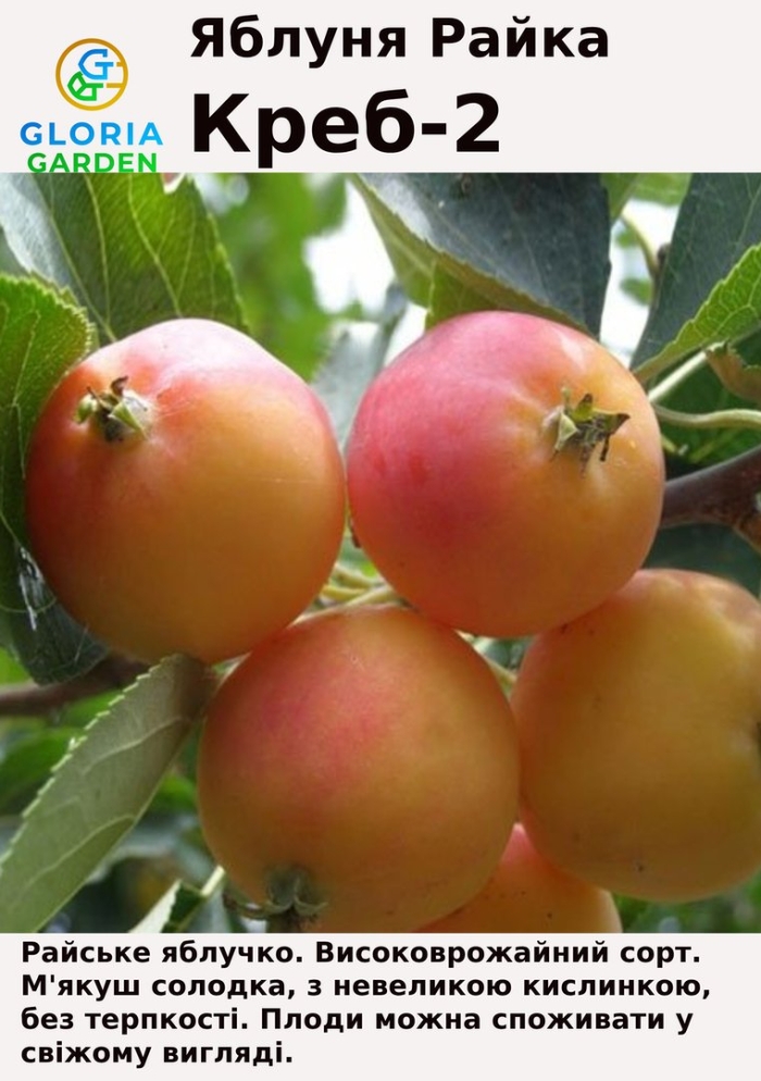 Яблоня китайка керр