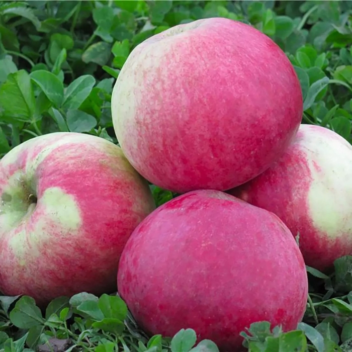 Мельба яблоня