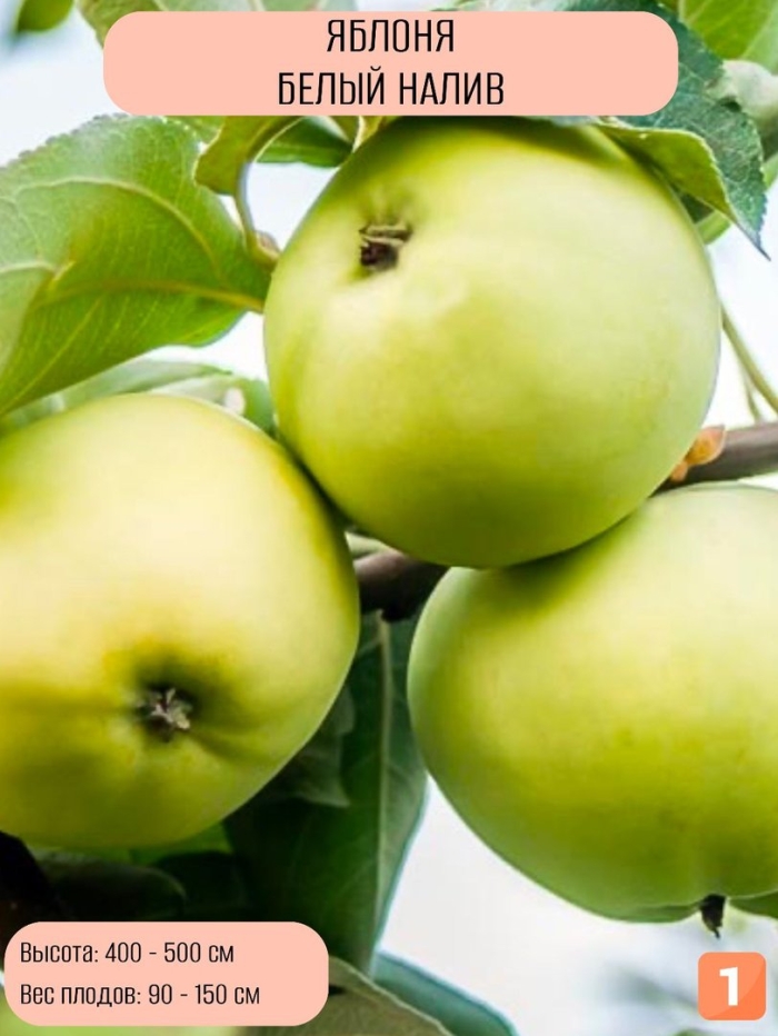 Белый налив яблоня
