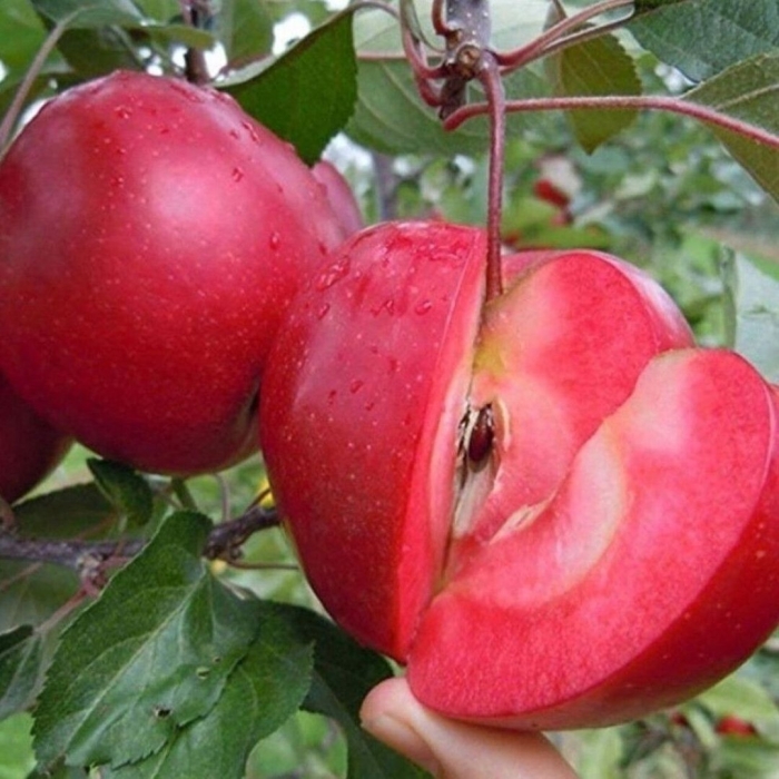 Яблоня ред кетти