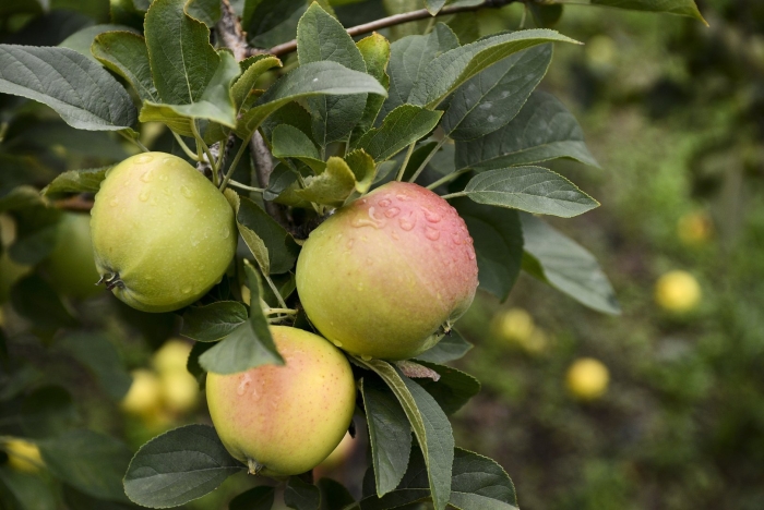 Синап орловский