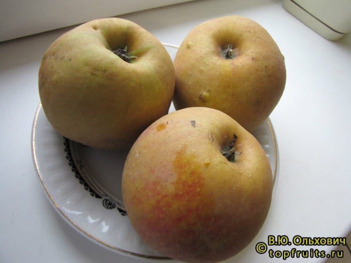 Сорт яблони