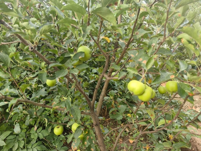 Яблоня карликовая голден делишес