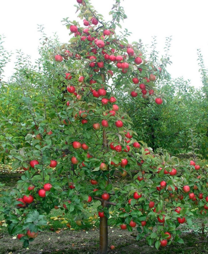 Саженцы яблоня медуница