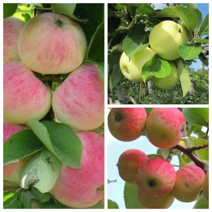 Яблоня июльское черненко