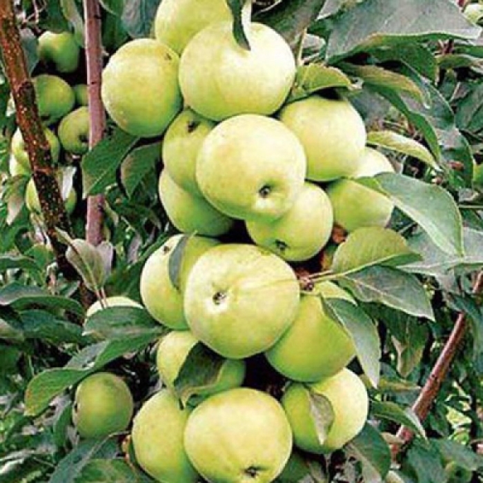 Яблоня медок колоновидная