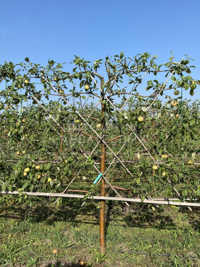 Яблоня плодовая