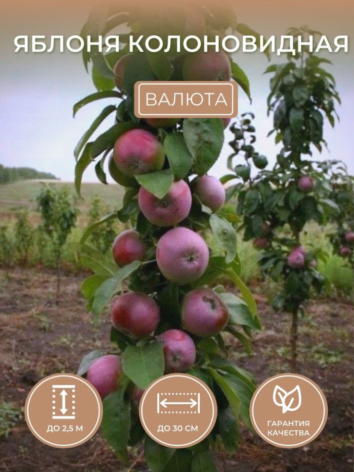Яблоня колоновидная останкино