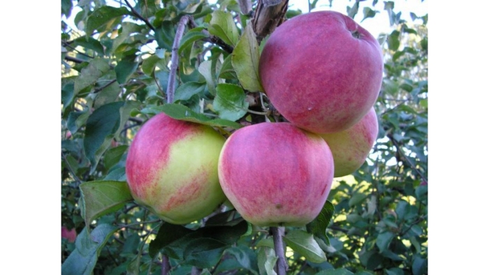 Яблоня бессемянка мичуринская