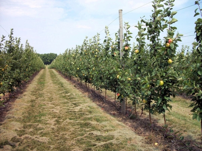 Колоновидная крона яблони