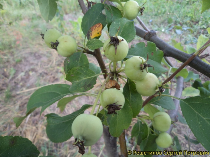 Яблоня белый налив