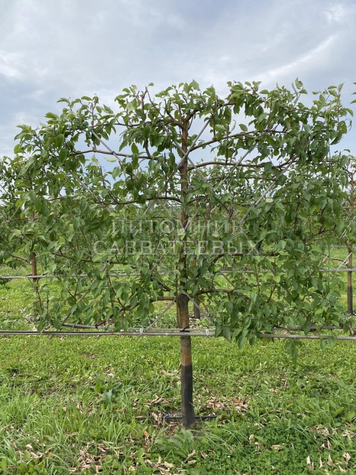 Яблони медовые калановидгыекуст